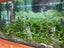 Crytocoryne Affinis Carousel 2