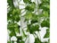 36Pcs Artificial Plants Of Vine False Flowers Ivy Hanging Garland For The Carousel 4