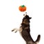 dog plush toy pet plush toy stuffed dog plush toy Dog Plush Toy Cute Pumpkin Carousel 4