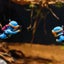 New Aquarium Decoration Accessories Mini Samll Ornaments Plant Stones Dec CHK29M Carousel 12