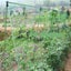 Garden Netting Brand New Carousel 6