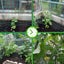 Garden Netting Brand New Carousel 12
