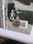 Eddy Merckx "5X Tour de France winner" signed Photo + Authentication Carousel 7