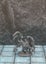 Imp Quasit Set of 8 Monster Miniatures Dungeons and Dragons Dice4Dungeons Schlos Carousel 11