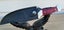 'Suicide Squad' 26cm Rosewood Handle Hunting BBQ Knife Camping Tactical Outdoor Carousel 7