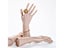 High Quality Unbreakable Female Mannequin Dummy Hands Realistic Manikin Hands Carousel 1