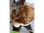 CAMMITEVER 20inch Blonde Hair Salon Wig For Woman Mannequin Styling Carousel 4