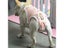 Dog Pants Dog Diaper Carousel 2