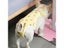 Dog Pants Dog Diaper Carousel 5