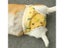 Dog Pants Dog Diaper Carousel 6