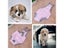 Pet Dog Strap Physiological Pants Washable Puppy Shorts Carousel 6