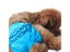 1PC Washable Physiological Pants For Small Dog Female Underwear Cat Pants Dog Carousel 6