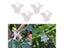 Gardening Transparent Plastic Grafting Clip Plant Flower Fruit Vine Seedling Carousel 3