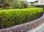 Griselinia Hedge plants x 100 plants - Carousel 1