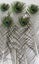Feathergirl: 25 Feathers ~ Peacock Eye $1 Reserve Carousel 2