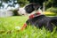 DOG & LEAD COLLAR SET RED DINGO ELEGANT RED SMALL SAVE 50% Carousel 4