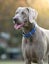 DOG & LEAD COLLAR SET RED DINGO ELEGANT RED MEDIUM-LARGE SAVE 50% Carousel 5