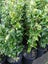 Ligustrum Carousel 1
