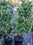 Ligustrum Carousel 2