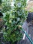 Ligustrum Carousel 3