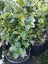 Ligustrum Carousel 4