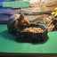 reptile carpet pad reptile mat reptile cushion Moisturizing Reptile Carpet Pad Carousel 3