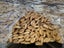 Pine Half Round Moulding 2.4m 18x6mm Carousel 1