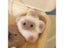 Capybara Plush Doll Star Squeak Toy Cartoon Keychain Pendant Carousel 6