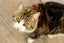 Cats Protection Canterbury - Petal Carousel 1