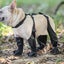 suspender boots for dogs adjustable suspender boots for dogs dog paw protector Carousel 4