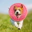 dog protective inflatable collar Dog Inflatable Collar Cute Look Soft Surgery Carousel 3