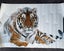 Snow Tiger Poster 92cm x 61cm Carousel 1