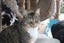 Brave Paws Cat Rescue - Cat - Honey Carousel 1