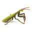 Loading Image 1 of 1