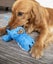 Squeaker Plush Gators Pet Toy for Small Dogs & Puppies, Soft & Durable Carousel 5