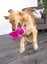 Squeaker Plush Gators Pet Toy for Small Dogs & Puppies, Soft & Durable Carousel 11