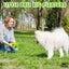 Whimsy Wag Giggle Glow Ball, Interactive Dog Toy Carousel 10