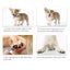 Rechargeable Pet Nail Grinder | Electric Nail Trimmer | Free Shipping | Carousel 7