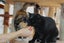 Brave Paws Cat Rescue - Cat - Queen Naimah Carousel 5