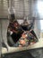3 Tier Rat Hammock - Choose your pattern! Carousel 4