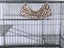 Pet Cage Carousel 4