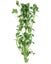 Baby Tears - Bacopa monnieri Carousel 1