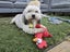 Elka Rescue Dog - CDRRNZ Carousel 2