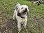 Elka Rescue Dog - CDRRNZ Carousel 3
