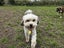 Elka Rescue Dog - CDRRNZ Carousel 4