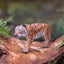 Bullyland Tiger Carousel 2