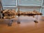 Blockade Runner Corvette Tantive IV UCS - 2905 pieces - MouldKing: Space Carousel 13
