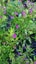 Cuphea Violet Carousel 1