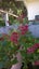 Escallonia Field Scarlett Carousel 1