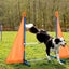 Dog Agility Training Equipment Carousel 10
